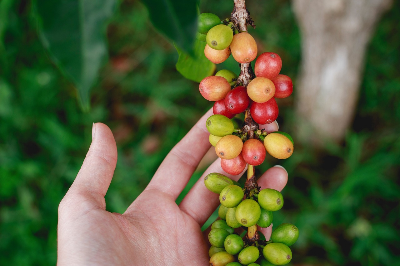 Porque el cafe de altura tiene mejor sabor